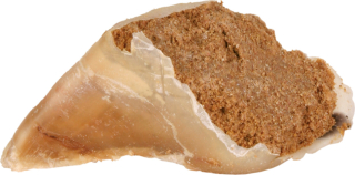 Kauhuf mit Fleischpastete 115g – mit Rind, Snack